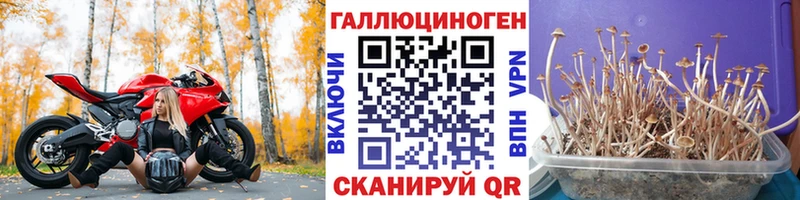 Псилоцибиновые грибы GOLDEN TEACHER  Аргун 